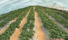 吃瓜群爆料大棚视频播放,吃瓜群爆料视频背后的真相揭晓